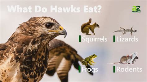 Discover the Diet of Hawks: What Does the Hawk Eat