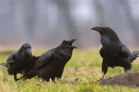 Mystery Behind Flock of Ravens Term