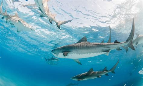Curious About Shark Group Names? Find Out Here!