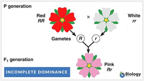 Decoding Incomplete Dominance: Simple Genetics Insight