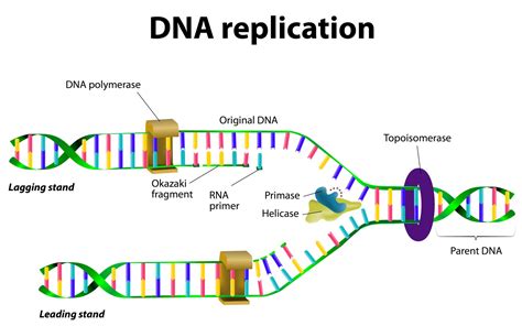 Uncovering Where Replication Occurs in Cellular Biology