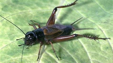 Unlock the Mystery: Why Do Crickets Chirp?